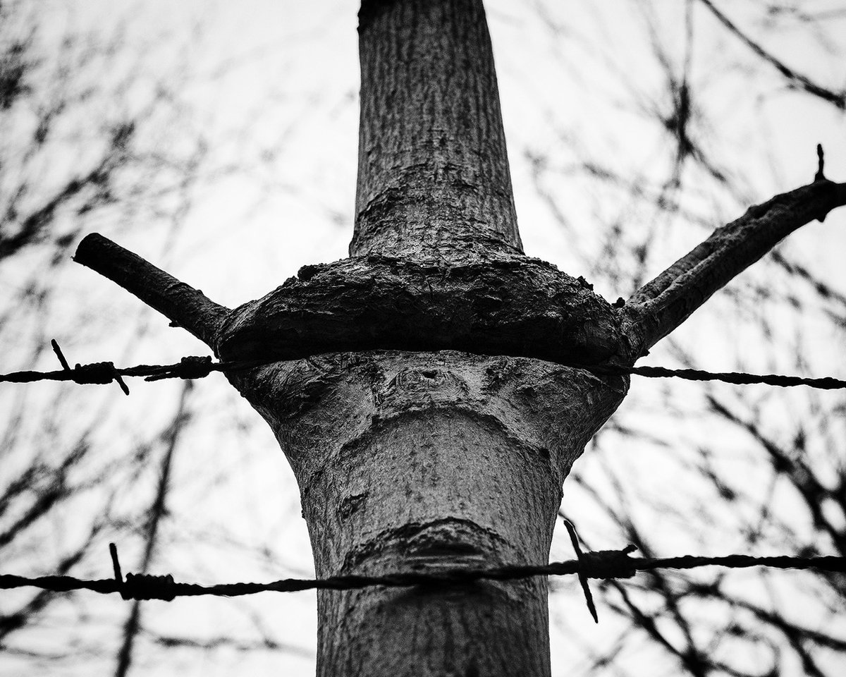 Arbre 

Berlin, 2018

Un arbre dans un KZ