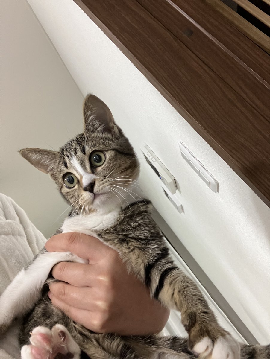 mugitokoromo's tweet image. 人間のご飯つまみ食い未遂