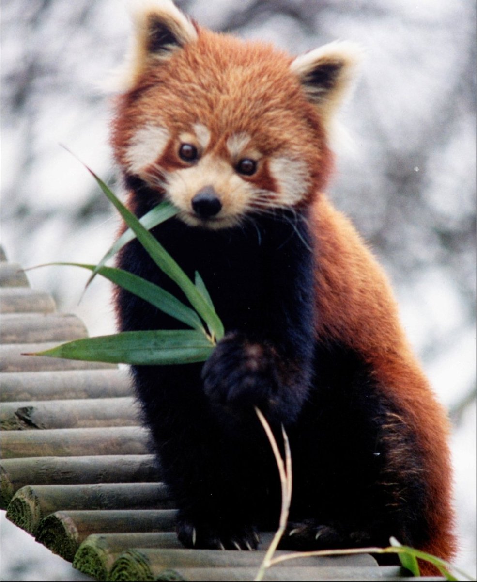 miochange2's tweet photo. Breaking news!! Our project is finally out! 🎉🦴🐾 We describe the complete dentition of the enigmatic Middle Miocene  Magerictis imperialensis, confirming its affinities with the living red panda https://t.co/iFeZzw08tw
