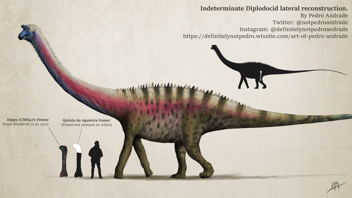 Pedro Andrade Paleoart tweet media