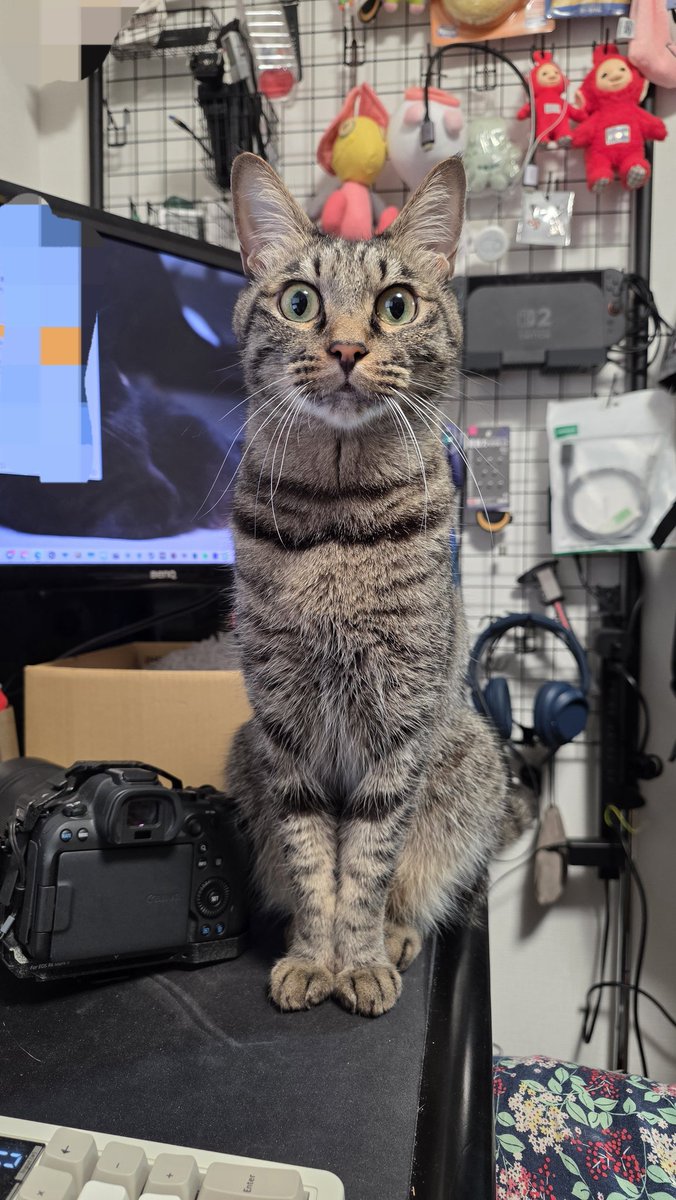 そしてこっちが縦に伸びてる
パーフェクトちーぱん
(このちーぱんむっっっちゃかわくない？？？？？？？？(尊))