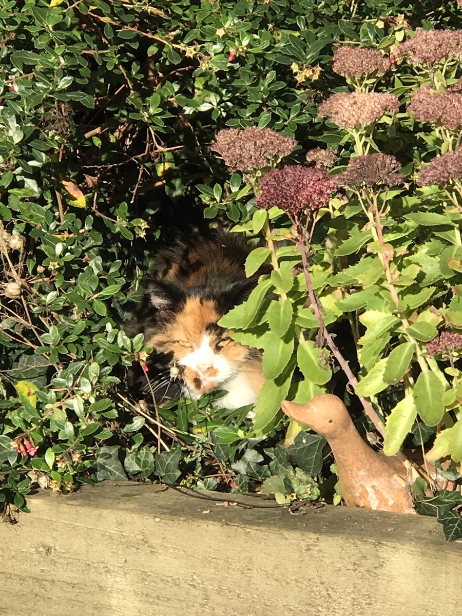 It’s a beautiful morning for my #HedgewatchforRomeo 🌈🌳
I’m thinking of my lovely friend, now reunited with his best friend Boris and hedgewatching over the bridge. 
Sending pawhugs and love to his family, who we know are missing him. 💜
#Hedgewatch
