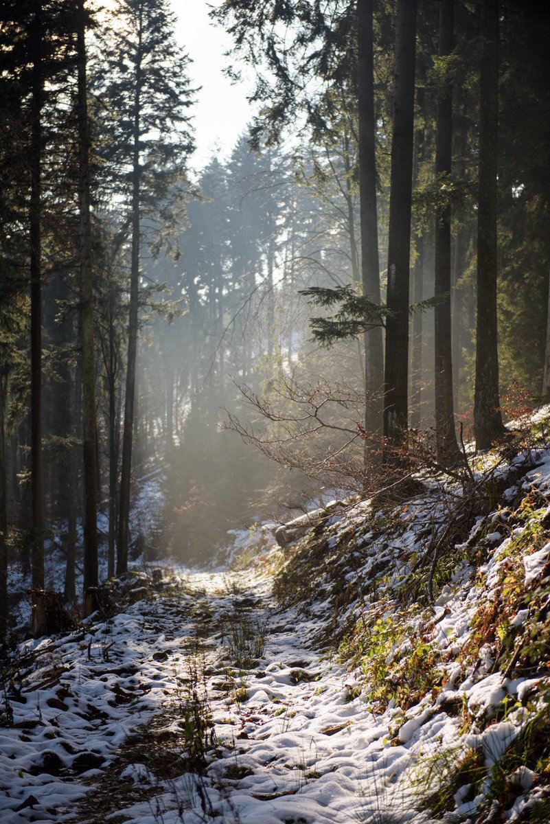 yoga_and_more's tweet image. ein Weg 🍃 🍁 🍂 🍃 🌻 🐿️ 🐾 #nature 💐 🌞