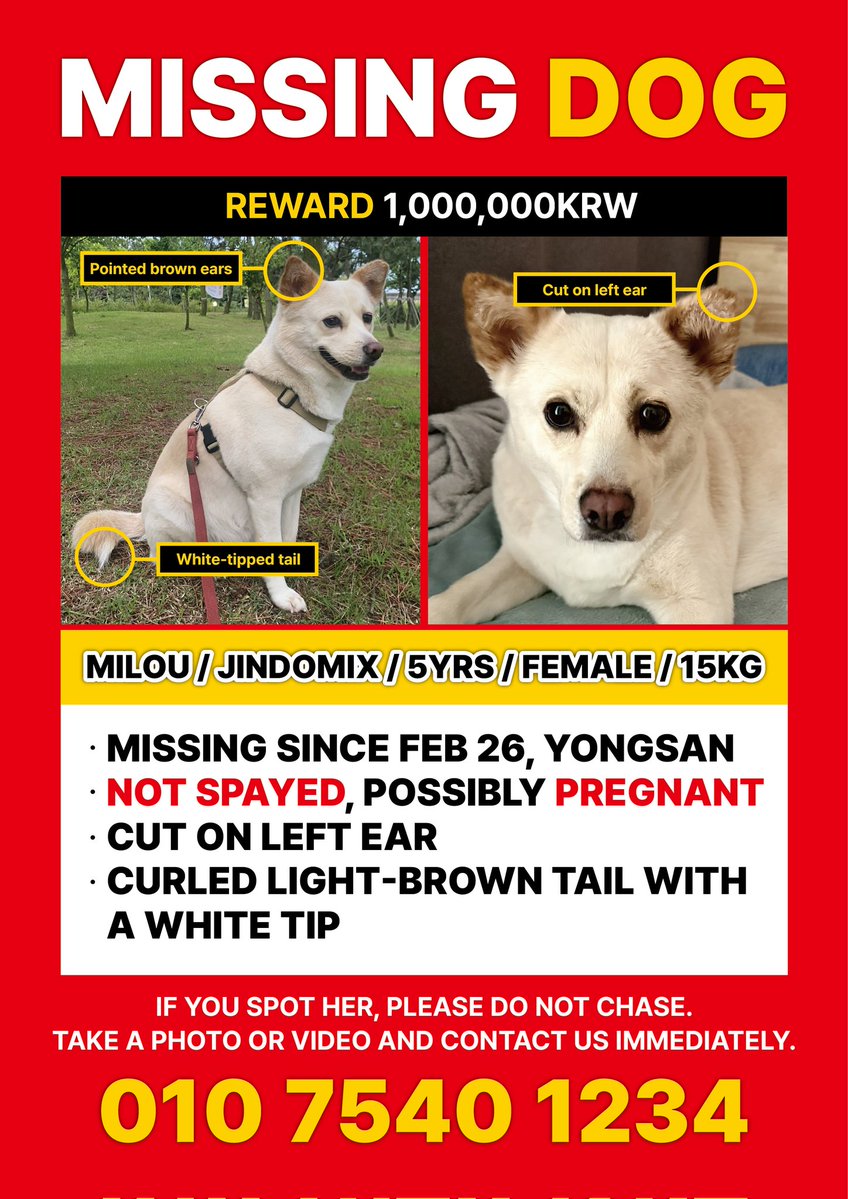 인용으로 밀루 보신탕 됐다고 깔깔대는 븅신이 있네요
진짜 개 찾으면 온갖 무례한 사람 다 볼 수 있더라구요
그들이 등신같이 사는거 제 알 빠아니죠..
저는 오늘도 밀루를 찾습니다
누가 외국인이 데리고있다 돌려주는 꿈 꿨대서 밑져야본전, 영어전단지 만들었어요. 공유부탁해요
#밀루를찾습니다