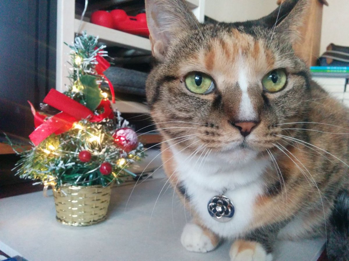 arrstein's tweet image. 강순이

2005.05.05 ~ 2025.12.01