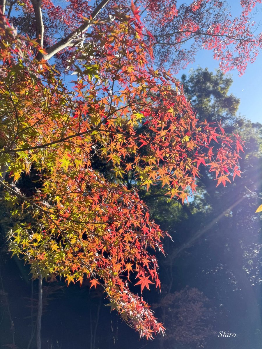 shiro_2983's tweet photo. 今日もお疲れさまでした
体調に気をつけて下さいねꕤ*.ﾟ

#11月を写真4枚で振り返る https://t.co/7BPAvwb2Jh