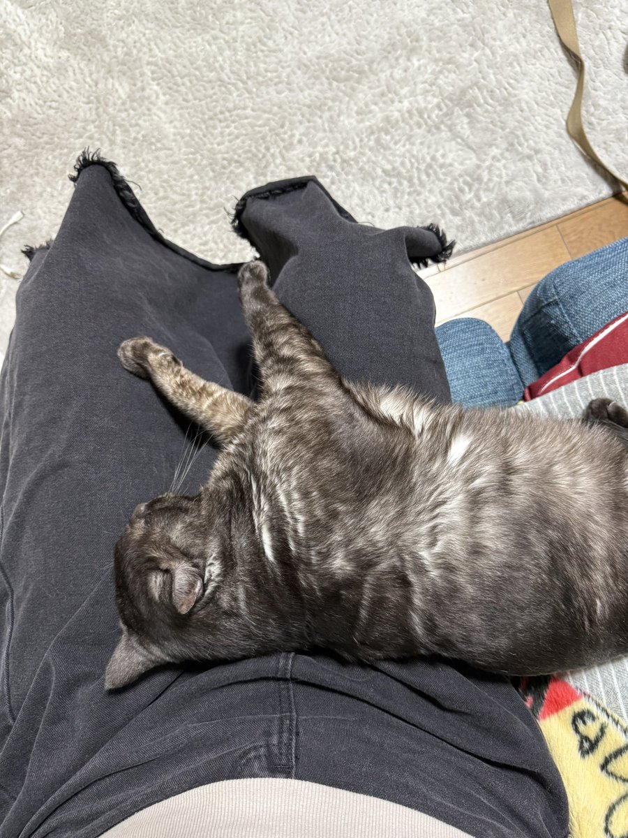 ゆうこりん (@yuukorin0527) / Posts / X