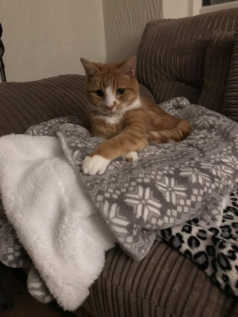 I’m on a DUVET #HedgewatchForRomeo 🌈🌳
We’ll miss our lovely pal.
Sending love and gentle purrs to his family 🧡🐾
#Hedgewatch