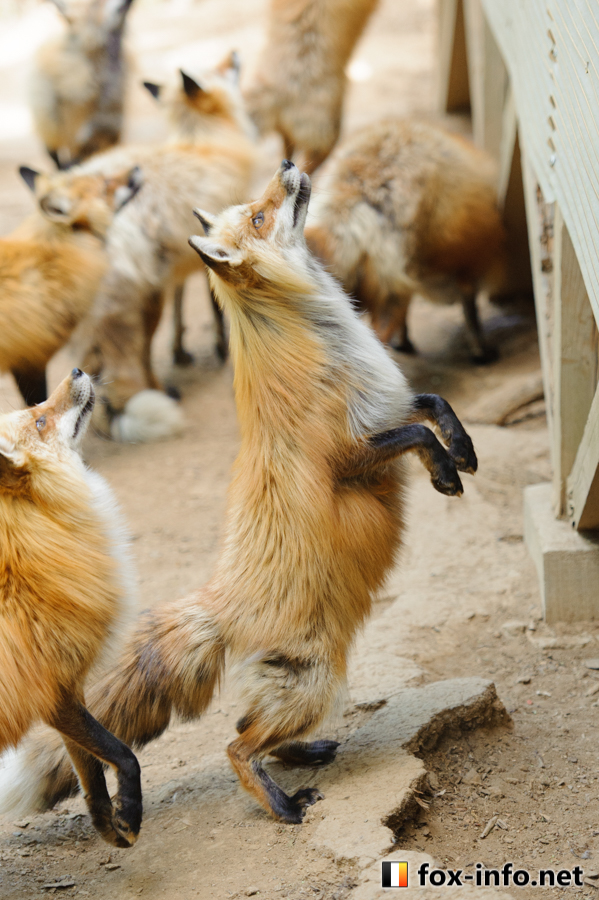 黒狐@4/14プロフ更新ページ 12016年 ZX1400 HGF JGF (NINJA ZX-14R ABS)サ－ビスマニュアル