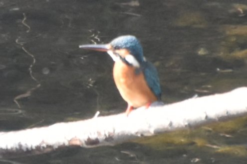 今日、久しぶりにカワセミを見ました。 残念ながら300mのレンズしか