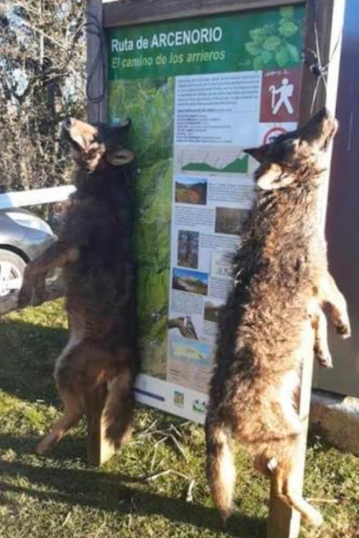 Hablando de pestes, dermatosis, tuberculosis, enfermedad de Lyme... Pues se MATA a quienes son parte de la solución y barreras biológicas, porque en este mundo no hay nada peor que la ignorancia. <a href="/mitecogob/">Transición Ecológica y Reto Demográfico</a> y <a href="/gobmapa/">Ministerio de Agricultura, Pesca y Alimentación</a>. 
Protegerlos es protegernos. 
En fin 2027.