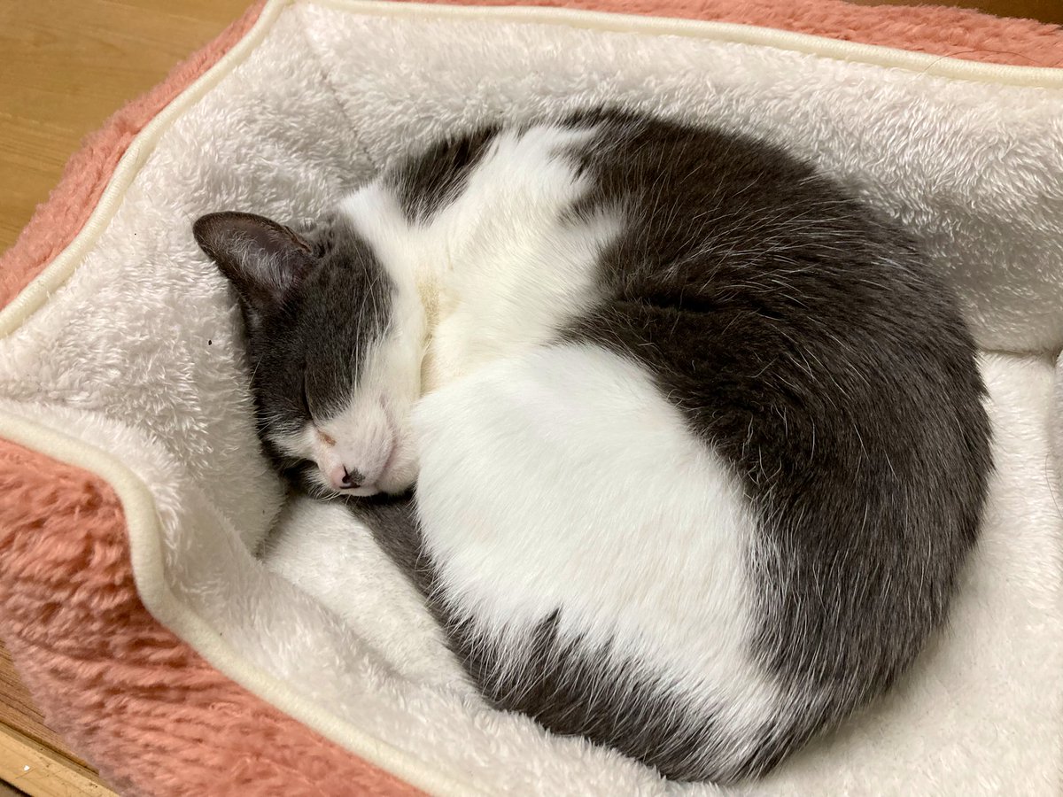 🍨おしや🍨 (@0shiya) / Posts / X