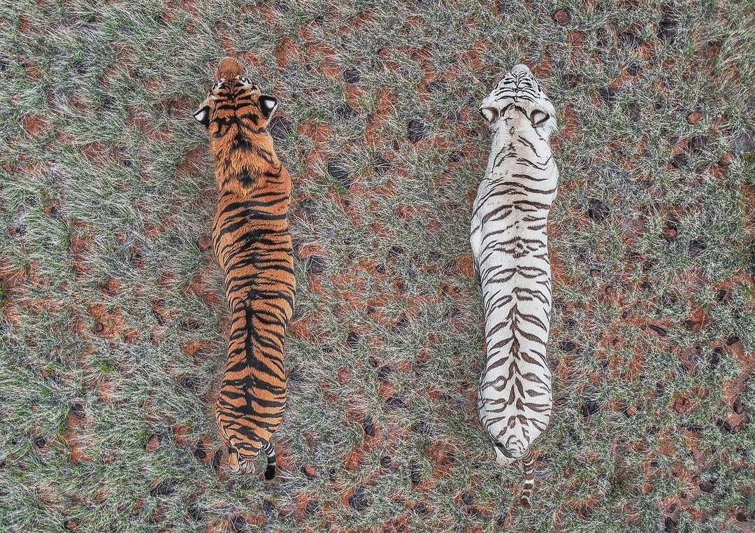 sukkuuu1's tweet image. .@tarak9999                       @alluarjun