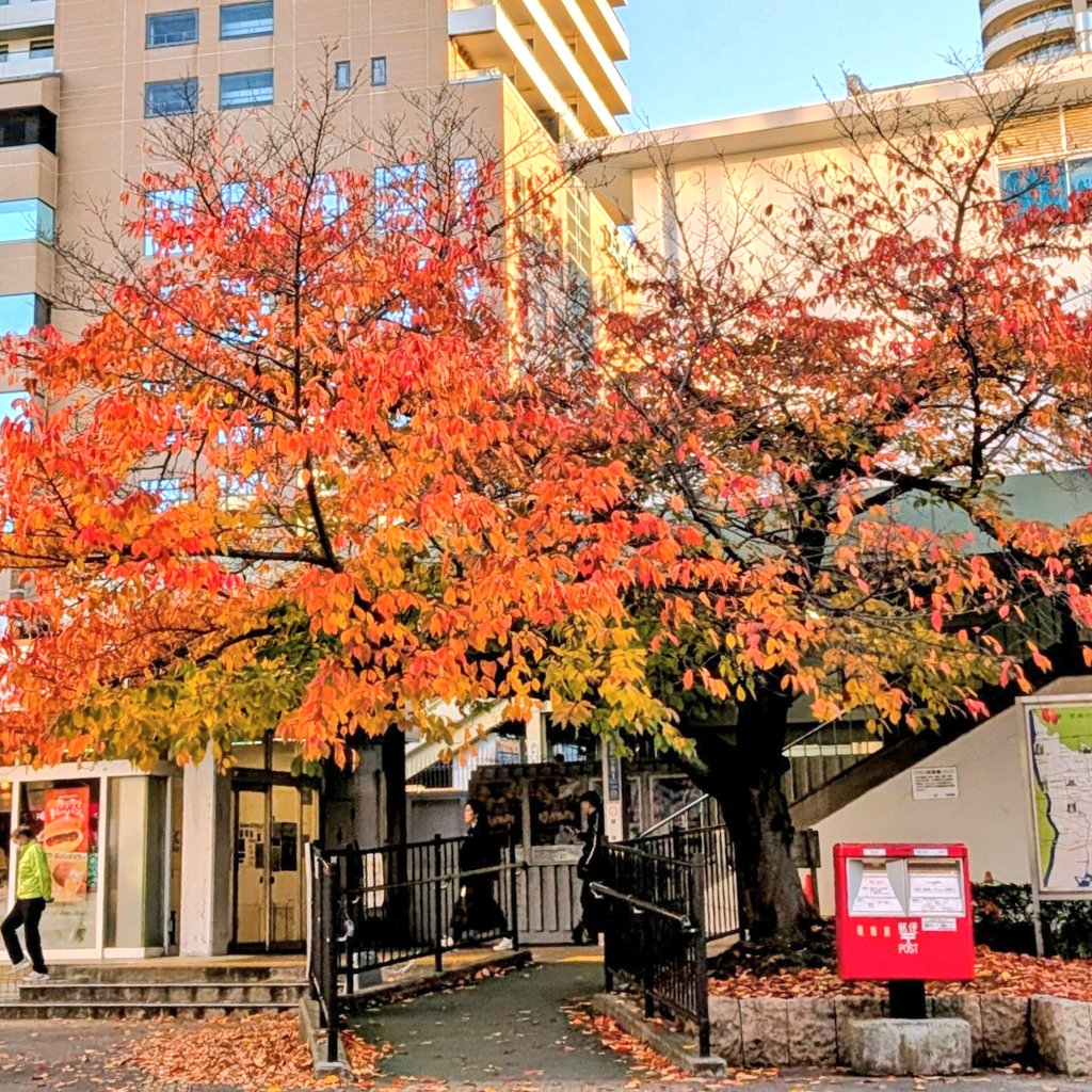 こんにちは〜☀ 今日はみんなでお散歩🐾 まだ秋が残ってるね(*^_