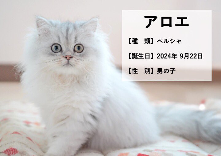 ペルシャ様　3点　おまとめ ペルシャ