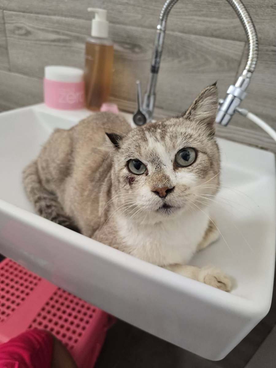 CatsterClub's tweet image. 🏡 หาบ้านให้น้องแมว 🏡 (ฝากประกาศ)
น้องแมวเพศผู้ 
น่าจะหลงมาช่วงน้ำท่วม
พิกัด : เจอที่ทางรถไฟแถวคลองแห 
ตอนนี้พาน้องไปรักษาเรียบร้อยแล้วค่า 
อยากให้ช่วยประกาศหาเจ้าของน้องให้หน่อยค่า 
ติดต่อ : 0954949348 กรีน
ใครสนใจรับดูแลติดต่อหาเจ้าของได้เลยนะคะ หรือ…