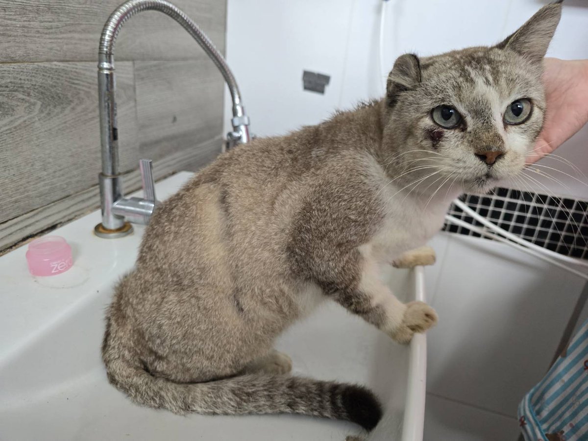 CatsterClub's tweet image. 🏡 หาบ้านให้น้องแมว 🏡 (ฝากประกาศ)
น้องแมวเพศผู้ 
น่าจะหลงมาช่วงน้ำท่วม
พิกัด : เจอที่ทางรถไฟแถวคลองแห 
ตอนนี้พาน้องไปรักษาเรียบร้อยแล้วค่า 
อยากให้ช่วยประกาศหาเจ้าของน้องให้หน่อยค่า 
ติดต่อ : 0954949348 กรีน
ใครสนใจรับดูแลติดต่อหาเจ้าของได้เลยนะคะ หรือ…