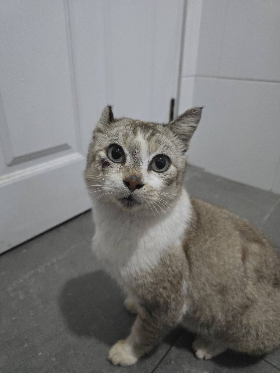 CatsterClub's tweet image. 🏡 หาบ้านให้น้องแมว 🏡 (ฝากประกาศ)
น้องแมวเพศผู้ 
น่าจะหลงมาช่วงน้ำท่วม
พิกัด : เจอที่ทางรถไฟแถวคลองแห 
ตอนนี้พาน้องไปรักษาเรียบร้อยแล้วค่า 
อยากให้ช่วยประกาศหาเจ้าของน้องให้หน่อยค่า 
ติดต่อ : 0954949348 กรีน
ใครสนใจรับดูแลติดต่อหาเจ้าของได้เลยนะคะ หรือ…