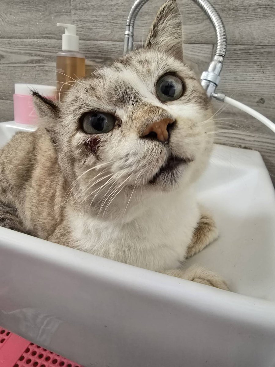 CatsterClub's tweet image. 🏡 หาบ้านให้น้องแมว 🏡 (ฝากประกาศ)
น้องแมวเพศผู้ 
น่าจะหลงมาช่วงน้ำท่วม
พิกัด : เจอที่ทางรถไฟแถวคลองแห 
ตอนนี้พาน้องไปรักษาเรียบร้อยแล้วค่า 
อยากให้ช่วยประกาศหาเจ้าของน้องให้หน่อยค่า 
ติดต่อ : 0954949348 กรีน
ใครสนใจรับดูแลติดต่อหาเจ้าของได้เลยนะคะ หรือ…