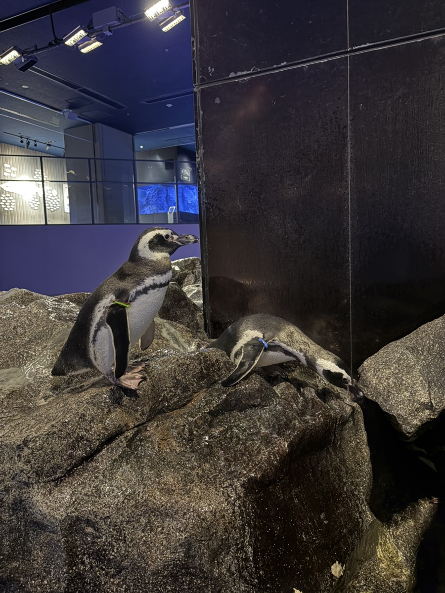 すみだ水族館【公式】 (@Sumida_Aquarium) / Posts / X