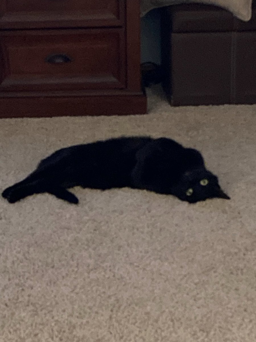 nicoscoups's tweet photo. My Shadow baby boy 8/13/25 - I’ll love you forever dodos, hope to meet you in some next lifetime or wherever https://t.co/IRCueMneq0