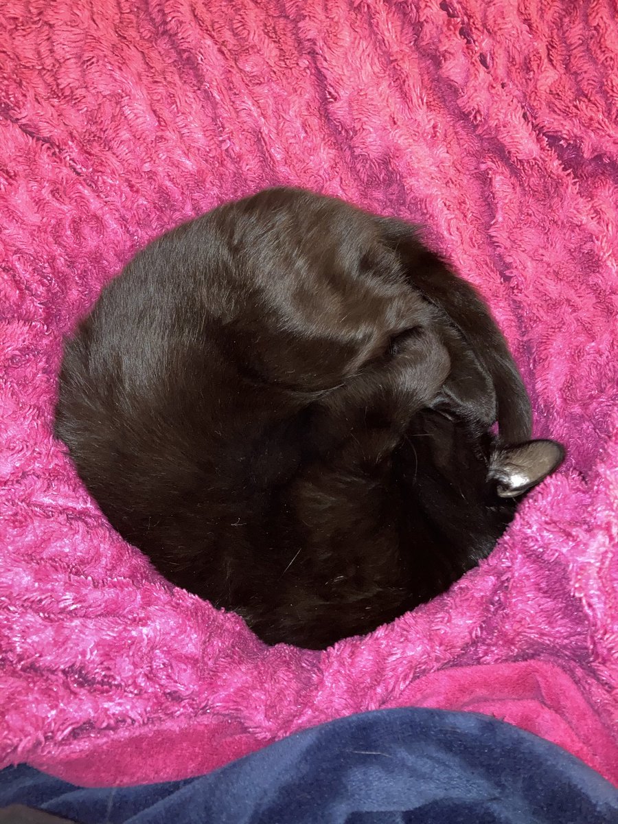 nicoscoups's tweet photo. My Shadow baby boy 8/13/25 - I’ll love you forever dodos, hope to meet you in some next lifetime or wherever https://t.co/IRCueMneq0