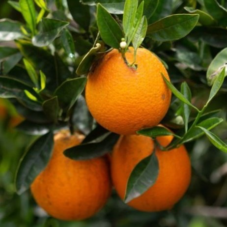 FRUITES DEL MES DE DESEMBRE: Aranja, caqui, codony, kiwi, llimona, mandarina, nabiu, poma, taronja, xirimoia.