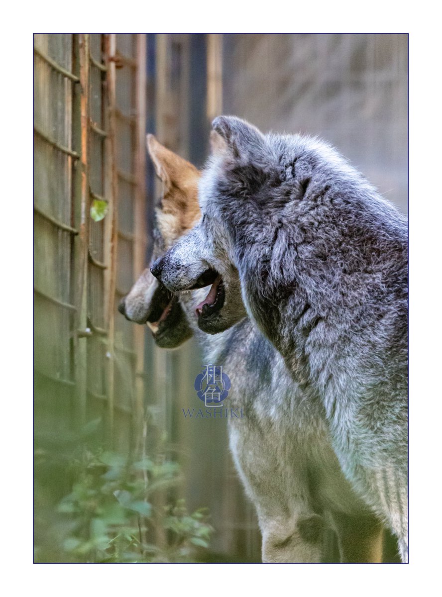 原画 狼 #104 原画 狼 #104 原画 狼 #104 原画 狼 #104 Highlights by 群青狼