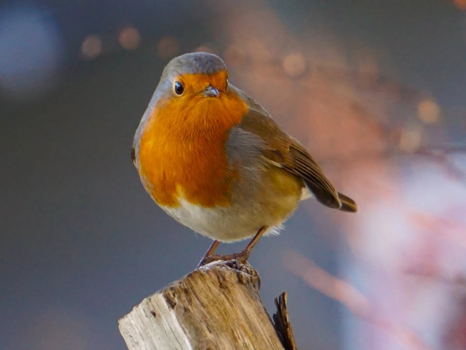 BBCRadioKent's tweet image. Nicky Farrington took this beautiful picture of a robin in Maidstone. 🧡 It is today&apos;s #PhotoOfTheDay 📸