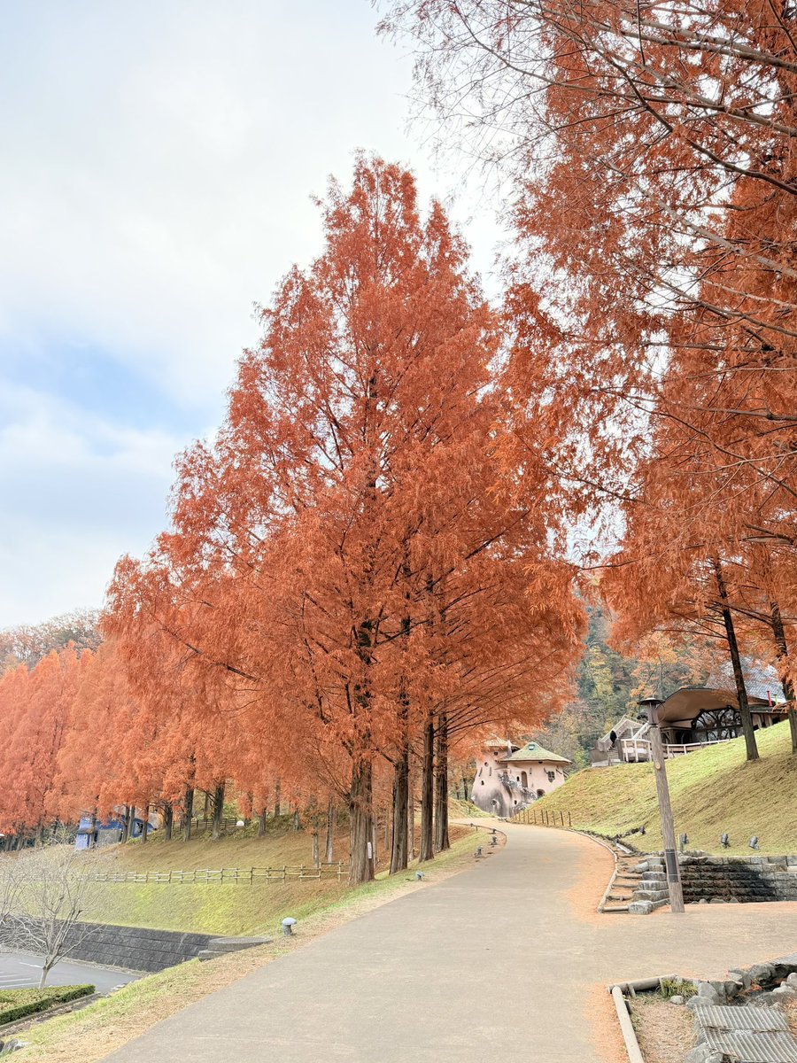 【きょうのあけぼのすぎ】

メタセコイア並木が綺麗でしたまる