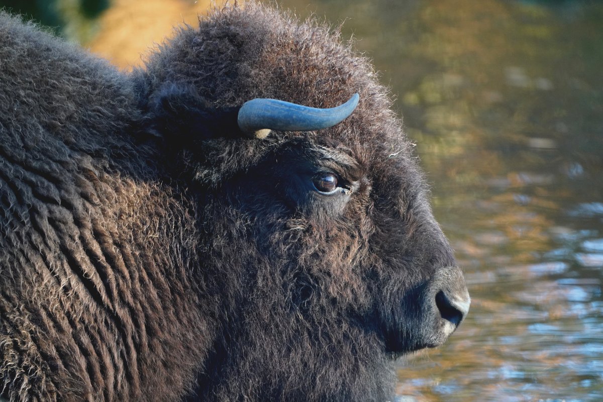 fuji_safari1980's tweet image. 水辺で「ゆったり」と
穏やかな表情ですね☺️

#アメリカバイソン #Bison 
fujisafari.co.jp/animal-safari/…