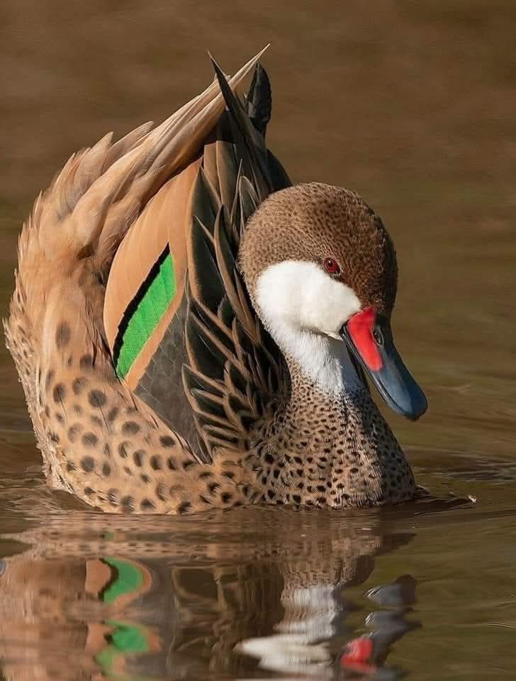 White Cheeked Pintail.