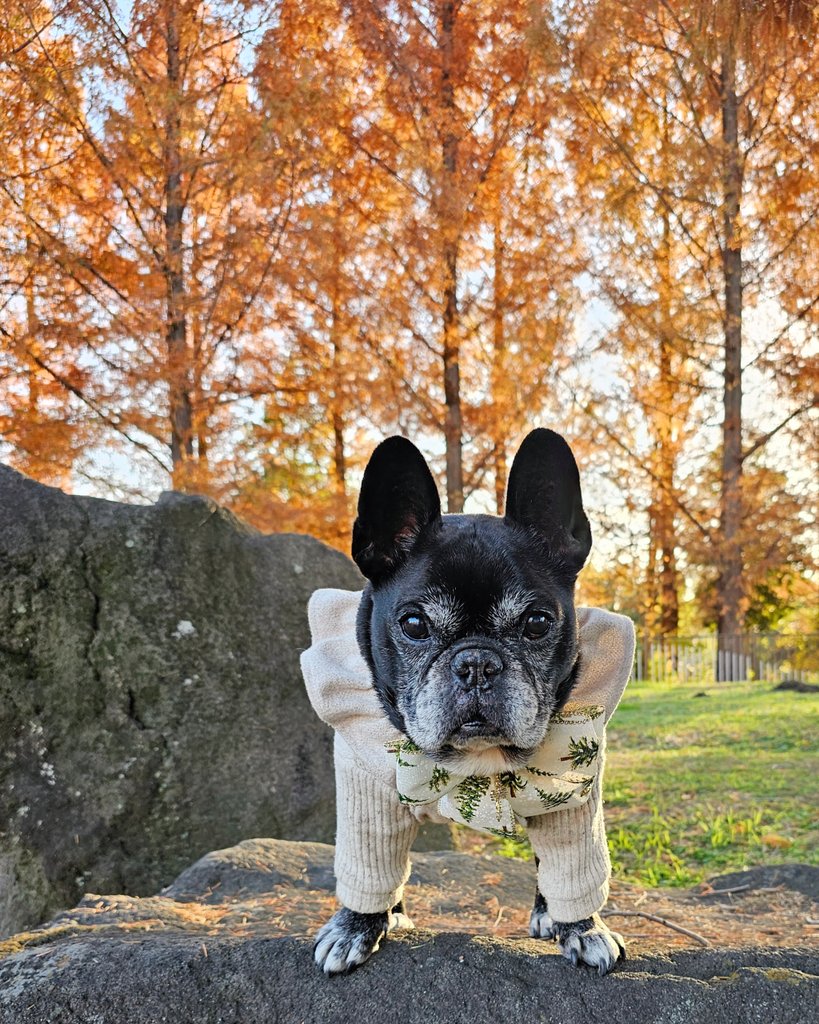 フレンチブルドッグ