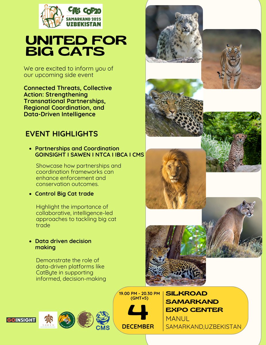 IBCA_official's tweet image. United for #BigCats 🐾

Join us at the #IBCA side event during @CITES #CoP20 in Samarkand!

Connected Threats, Collective Action: Strengthening transnational partnerships, regional coordination &amp;amp; data-driven intelligence to protect the world’s big cats.

Event Highlights:
🔸…