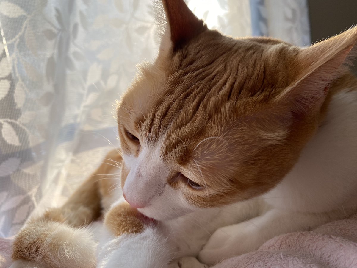 Kitten_latte's tweet photo. ぺろぺろ
最近カメラを向けても
こっち見てくれない😢

#ラテ https://t.co/Kv7lxHllw0