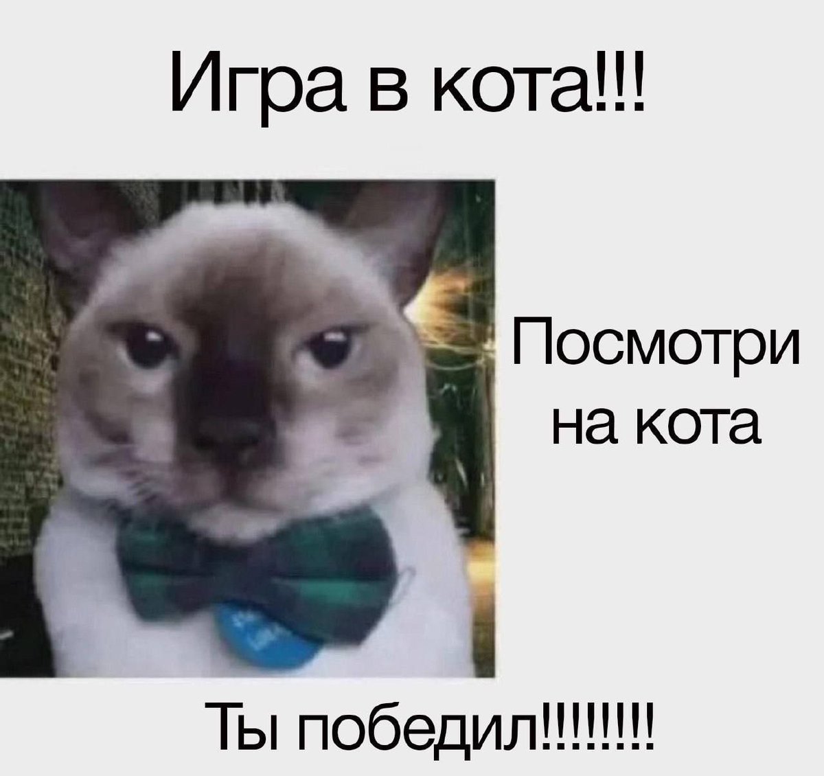 zhivotnieluchse's tweet image. 👌😻