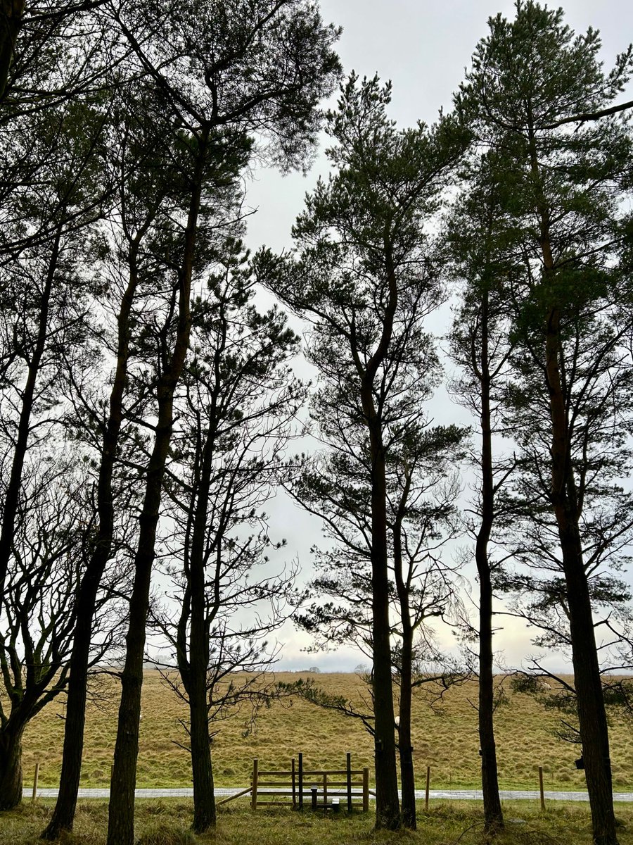 tutty352's tweet photo. @LakesStiles @LordOrk @tismenic70 @Soapy_Wit_Tank @ceadela @CharlesBewley2 @Yeti98_ @RuthRendell1 @LansdellMum Morning Stiles. Stunning. π€©
Trees with stile. #TuesdayViewsday https://t.co/7AAcc8g8Fw