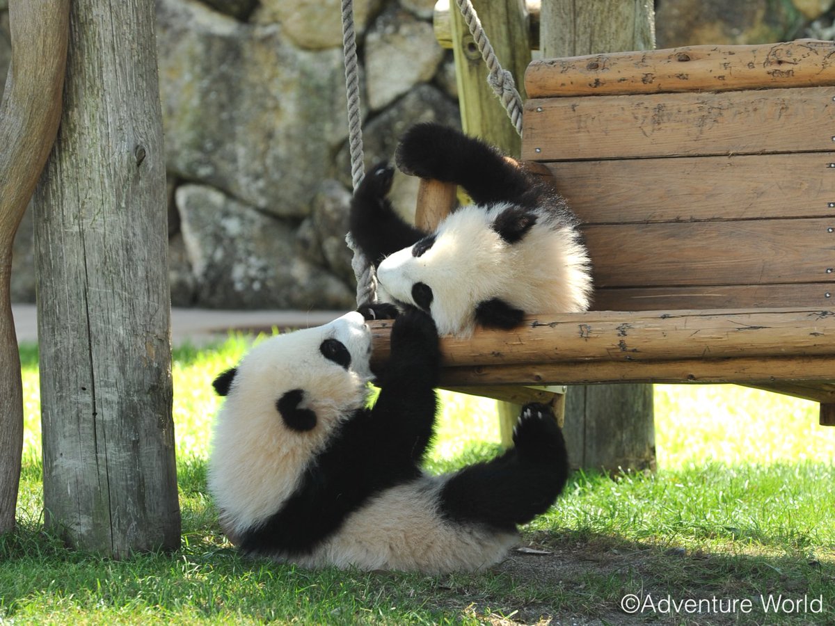 しろくろパンダチャンネル、時々グレー (@PandachYoutube) / Posts / X