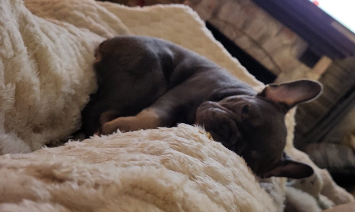 Goedemorgen..meneer had honger...nu weer even knuffeltje samen🩵 #puppyspam Frenkie❤️