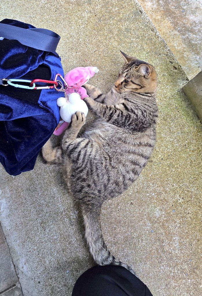 きょうのにゃんこ