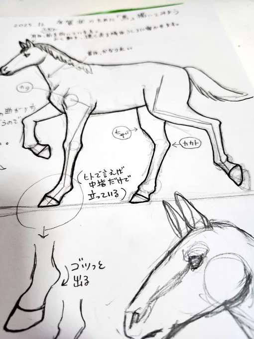 明日はデッサンイラスト教室で、動物を描いてみる授業。 
