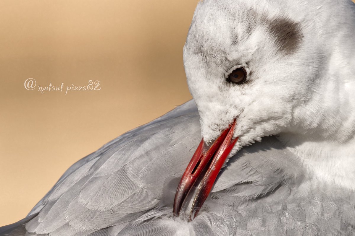 むぎ (@mugimugi_z) / Posts / X