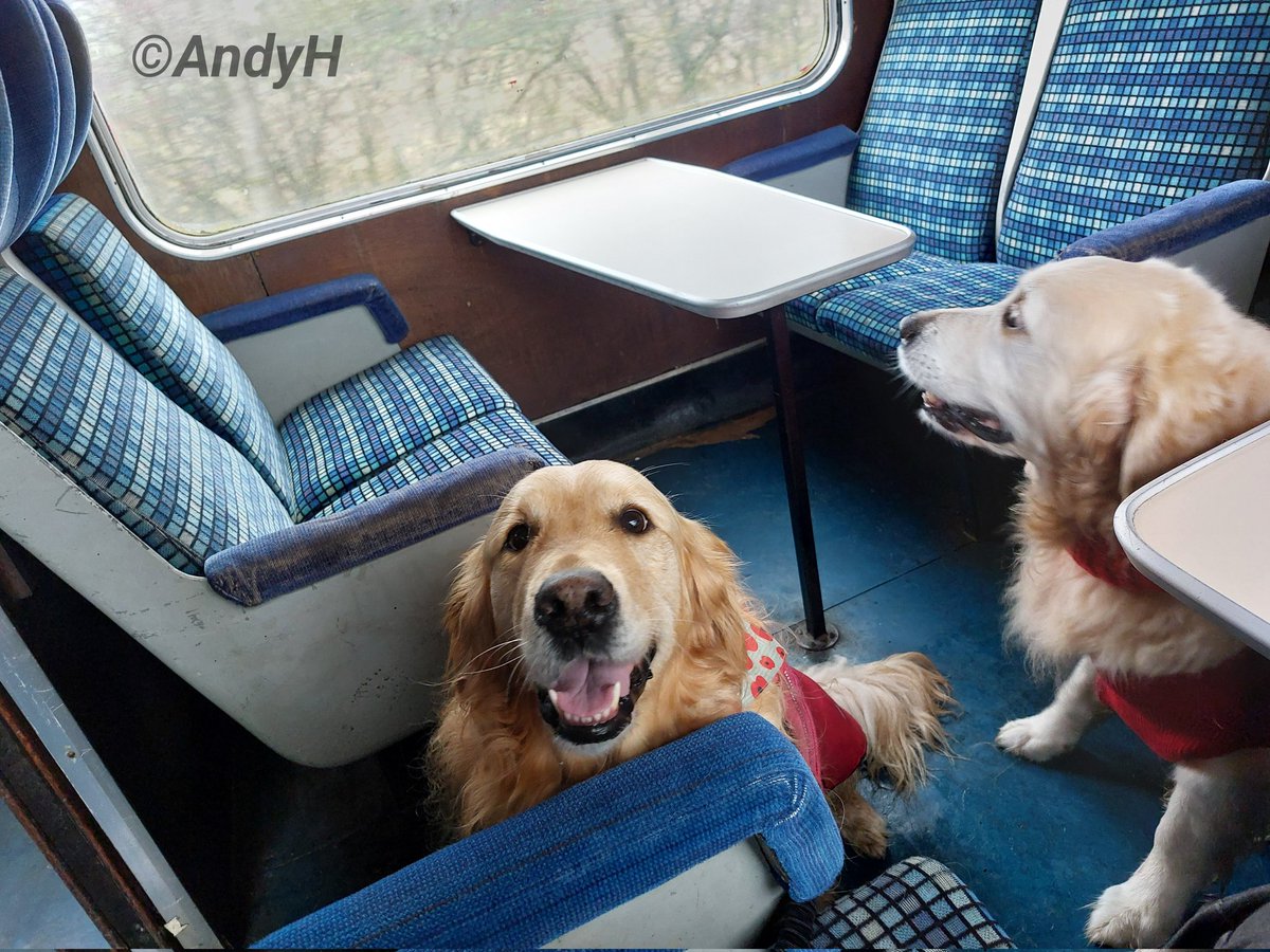 holtona72's tweet image. #TongueOutTuesday Saturday&apos;s #SantaPaws event at the @NLRailway was all about giving the four legged family members a chance to have a train ride with their humans &amp;amp; meet Santa. #SummerTheDog also met her #GoldenRetriever friend Harvey and everyone had a great time! #NLR 29/11/25