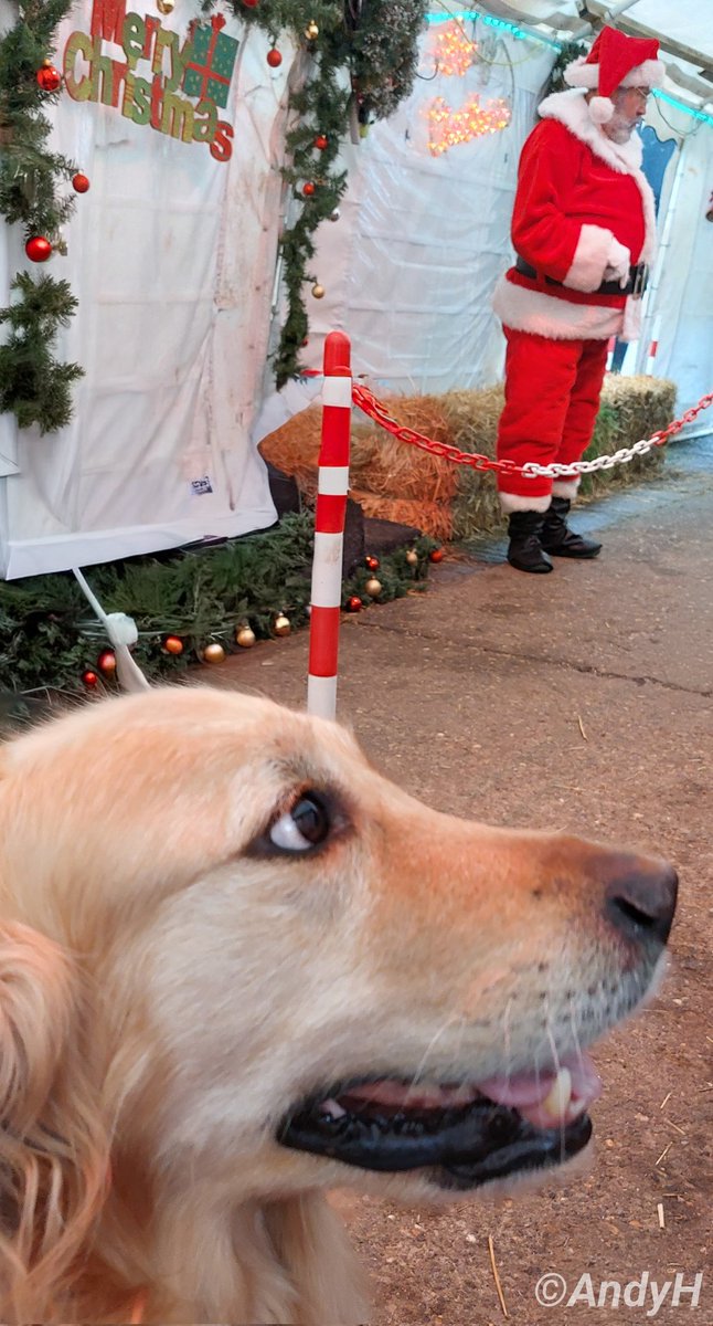 holtona72's tweet image. #TongueOutTuesday Saturday&apos;s #SantaPaws event at the @NLRailway was all about giving the four legged family members a chance to have a train ride with their humans &amp;amp; meet Santa. #SummerTheDog also met her #GoldenRetriever friend Harvey and everyone had a great time! #NLR 29/11/25