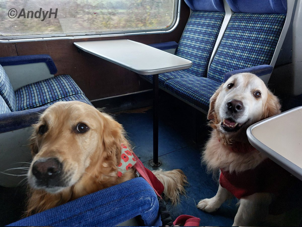 holtona72's tweet image. #TongueOutTuesday Saturday&apos;s #SantaPaws event at the @NLRailway was all about giving the four legged family members a chance to have a train ride with their humans &amp;amp; meet Santa. #SummerTheDog also met her #GoldenRetriever friend Harvey and everyone had a great time! #NLR 29/11/25