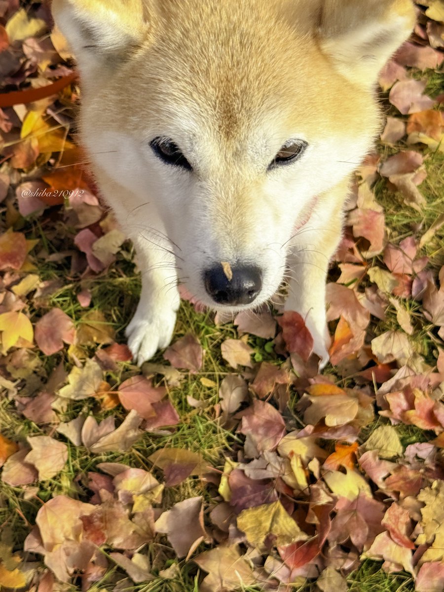 柴犬もも (@shiba210912) / Posts / X