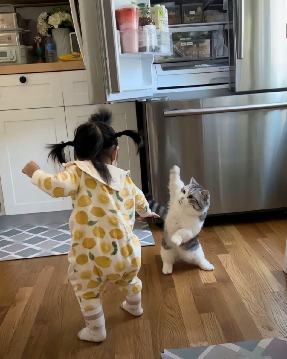 ShouldHaveCat's tweet image. 