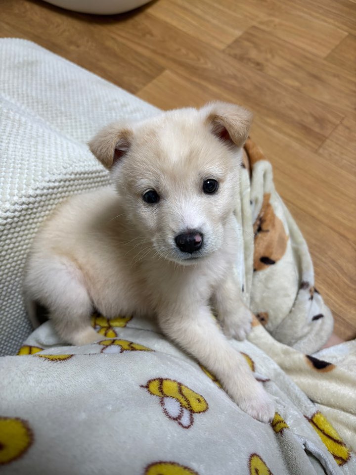 mine__mix's tweet photo. 🚨동배들이 다 안락사 됐어요
꼬순내 폴폴 나는 아이 강아지 쿠크의 평생 가족을 찾아요. 쿠크는 안락사 당일 동구협에서 구조되었어요ㅠ 쿠크의 형제들은 다 안락사되고 유일하게 살아남은 아이입니다. 크리스마스 전에 쿠크가 입양을 갈 수 있도촉 도와주세요!

#유기견입양 #유기견 #rt #리트윗 https://t.co/OnE7ecEFKa