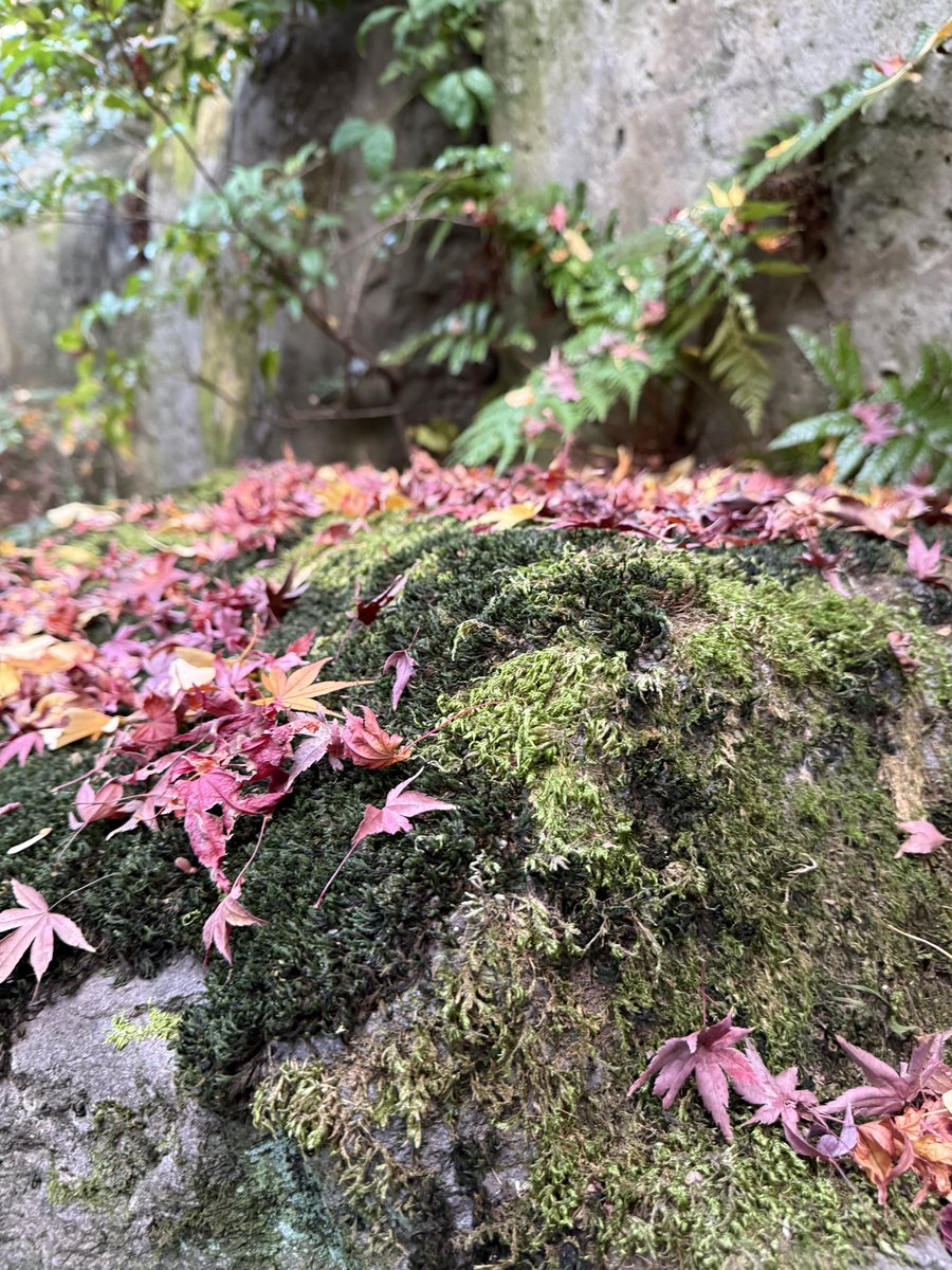 tmt21616's tweet photo. 伊勢物語@根津美術館🍂
王朝の恋とうたの美術✨🩵
安平大君🩵楽しみ😊
ケーキ🍰はsold out😢
#nezumuseum
#parkbogum
#bogummy
#朴寶劍
#パクボゴム
#夢遊桃源図 https://t.co/UpTTWY0edm