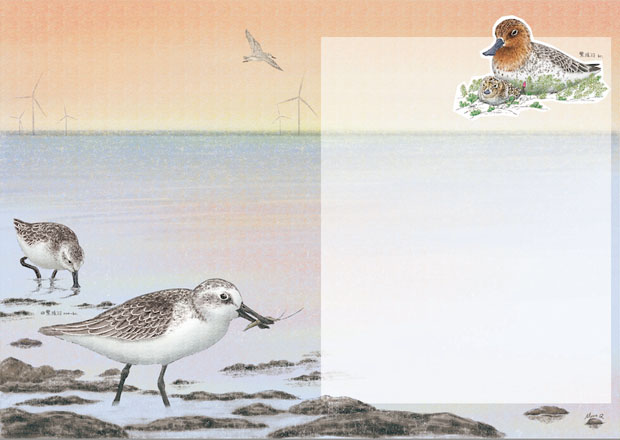 来年の《小学生時代(小学1.2年生向け)》雑誌の生き物コーナーのイラストを、引き続き担当させていただきますが、テーマが「たくさんの魚」から「鳥」に変更しました！嬉しい！
１月号：幻の鳥、ヒガシシナアジサシ（中华凤头燕鸥）
２月号：また幻の鳥、ヘラシギ（勺嘴鹬）